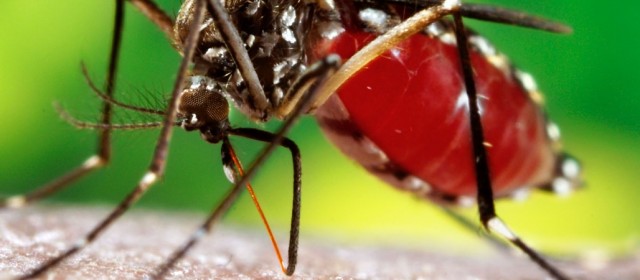 Preocupación: Se confirmaron nuevos casos de dengue  en la provincia