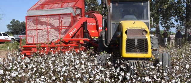 Nueva maquinaria para la cosecha  de algodón de nuestra provincia