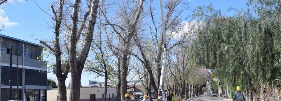 La Municipalidad trabaja en la poda de árboles de gran altura de Avenida Aguirre